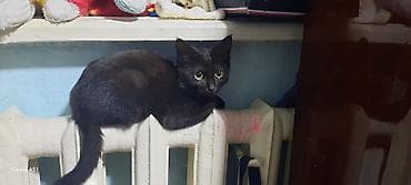 купить кошку: Кошка даром: Беспородная, 9 месяцев, Мальчик — 6