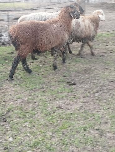 Индюки: Продаю | Овца (самка) | Для разведения — 7