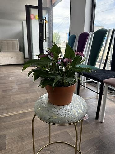 Антуриумы: Антуриум (Anthurium) в горшке - Компактный куст с плотными глянцевыми — 2