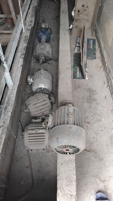 ак кеклик: Сатам | Балапан күрп | Түндүк Кавказ | Көбөйтүү үчүн | Асыл тукумдуу — 4