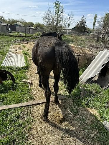 лошадь: Продаю | Жеребенок — 1