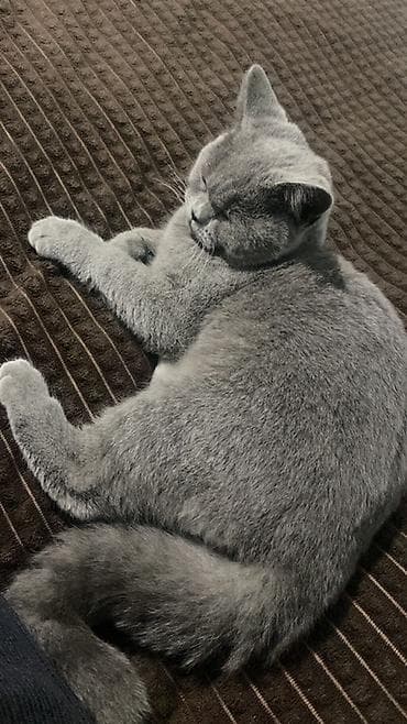 Британская короткошёрстная, 1 год, Девочка, Серый, Приучена к лотку