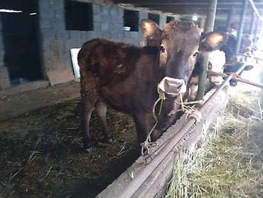 Продаю | Бык (самец), Тёлка | Алатауская | На откорм, На забой, Для разведения | Племенные, Искусственник at lalafo.kg Продаю | Бык (самец), Тёлка | Алатауская | На откорм, На забой, Для разведения | Племенные, Искусственник