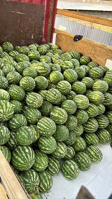 Сүт азыктары жана жумурткалар: Дарбыздар Дүңүнөн, Өзү алып кетүү, Акылуу жеткирүү — 1