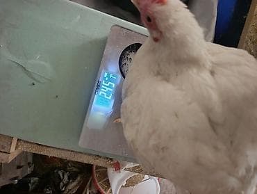 ат сатам: Сатам | Балапандар | Бройлер | Союуга — 5