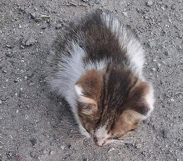 где взять котенка бесплатно: SOS! Малыши-котята оказались в гараже. Спасите их, пожалуйста! — 2