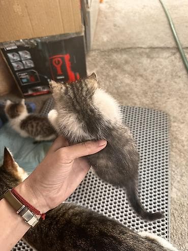 кошка мышык: Отдам котят в хорошие руки. Мать превосходный охотник на мышей и крыс — 6