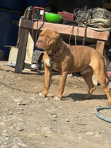 каракол кошка: Ит кууту: Питбуль, Эркек, 3 жаш, Эмделген — 2