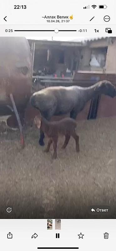 тай кобыла: Продаю | Овца (самка) | Гиссарская | Для разведения | Матка — 1