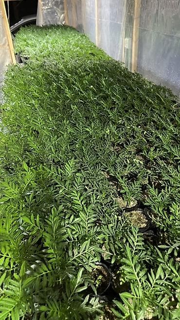 Үй жана бакча: Адрес г. Ош Штука 20 сом Оптом 15 сом Рассадa бархатцев (Tagetes) в — 3
