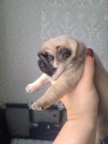 Мопс, 1 месяц, Самка