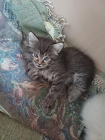 Отдам котенка в хорошие руки. Ему 1.5 месяца. Чистый, домашний at lalafo.kg Отдам котенка в хорошие руки. Ему 1.5 месяца. Чистый, домашний