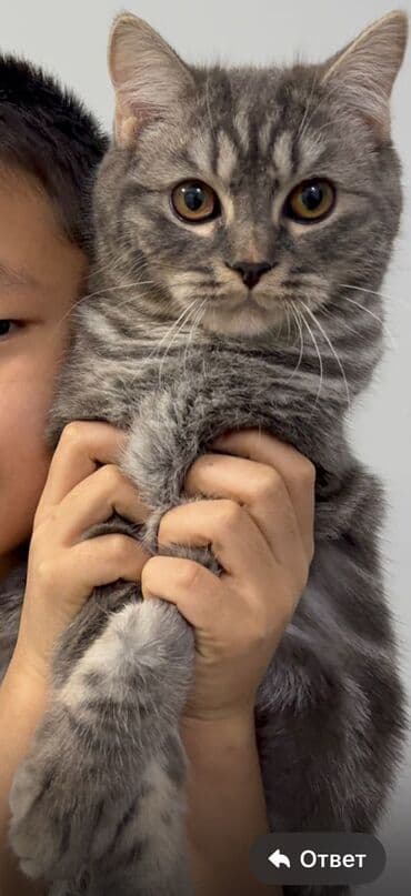 Продажа кошек: Шатланская прямоухая! Мальчик, 7-8 месяцев В подарок, Домик, Кормушка — 2