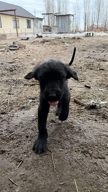 купить охотничью собаку: Щенки дворняги (метисы). На фото — помет от гладкошёрстной чёрной суки — 3