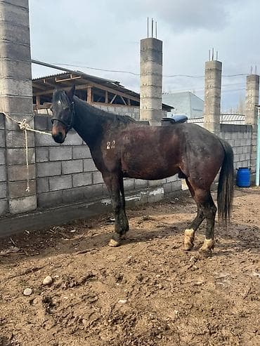 продажа лошадей иноходец: Продаю | Конь (самец), Жеребец | Кара Жорго, Английская | Для разведения, Конный спорт | Осеменитель, Племенные — 4