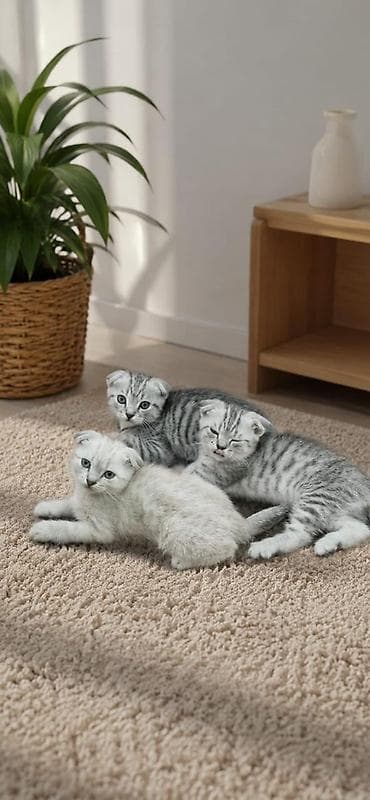 шотландская кошка: Шотландские вислоухие котята (Scottish Fold) Окрас — 2