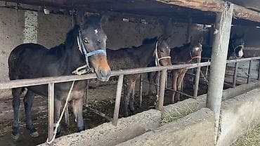 Продаю | Жеребенок | Для разведения | Племенные