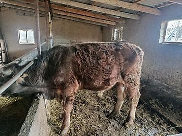 жылкы жаныбар: Сатам | Бука (эркек) | Бордоп семиртүү үчүн | Байланган — 4