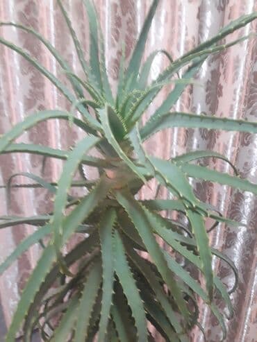 купить аквариум для рыбок недорого: Продаю алоэ разного возраста 1,5-2-3-5-7 лет . г.Каракол. Цена от — 6