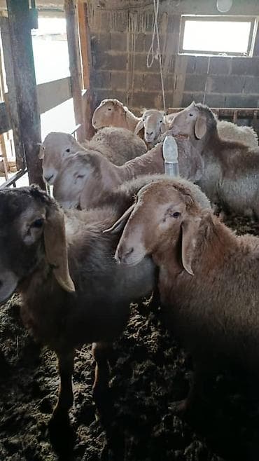 кролики бишкек: Продаю | Ягненок, Баран (самец) | Арашан | Для разведения, На забой | Племенные — 4