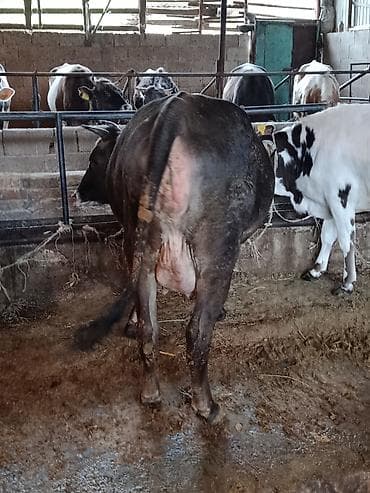 куры хай лайн соня: Продаю | Корова (самка) | Швицкая | Для разведения | Племенные — 6