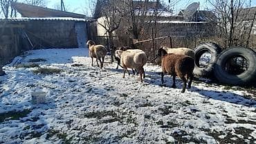 свиньи поросята: Продаю | Овца (самка) | Для разведения | Матка — 2