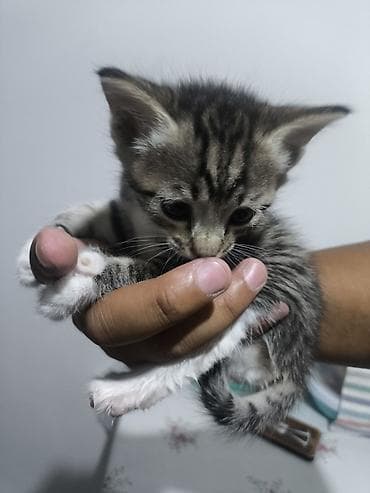 кошка регдолл: Отдам даром хорошие руки — 4