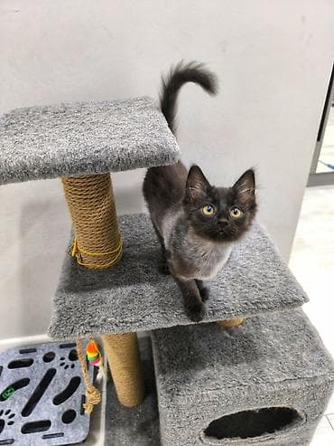 котёнк: Кошка даром: Беспородная, 3 месяца, Девочка, Приучена к лотку, Проглистована — 3