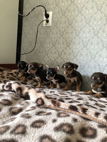 куплю щенков немецкой овчарки: Той-терьер, 1 айлык, Ургаачы — 1