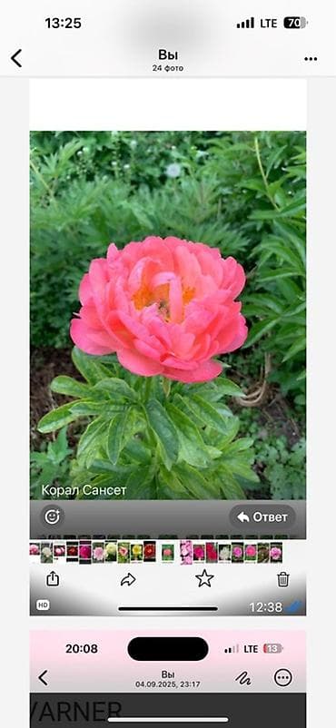 цветы из ленты: Саженцы цветка: Пионы — 6