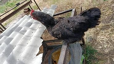 продам курей: Продаю | Куры | Домашняя | Несушки — 2