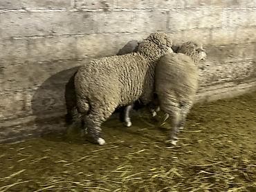 мака сото: Продаю | Ягненок | Меринос — 2