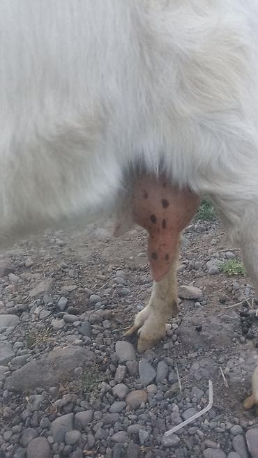 уй кой: Продаю | Коза (самка) | Для молока | Племенные — 1