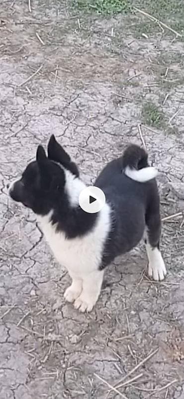 ит питбуль: Щенок сибирско-европейского типа (похож на лайку/северную пастушью — 2