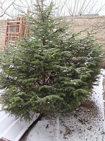 2жаш кунан: Ель зелёная 8 летняя — 2