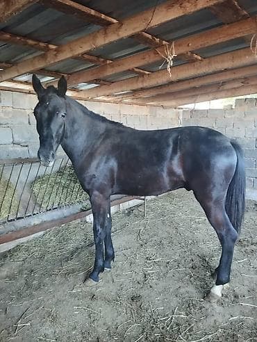 продажа собак бишкек: Продаю | Жеребец | Для разведения | Племенные — 1