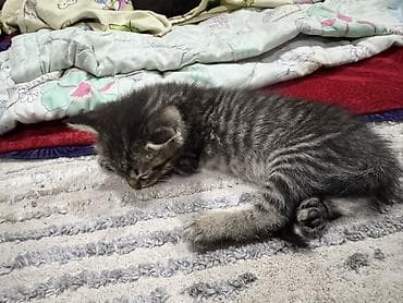 scottish fold: Котята, домашнее выращивание. - Окрас: два короткошёрстных тигровых — 4