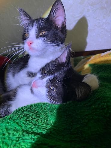 купить кошку манчкин: Кошка даром: Беспородная, 4 месяца, Девочка — 8