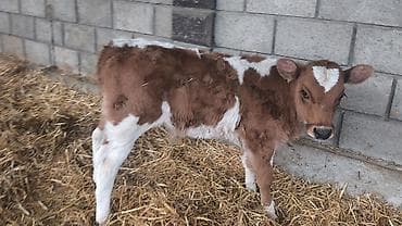 жаныбарлар: Сатам | Бука (эркек), Кунаажын | Голштин, Симментал, Монбельярд | Бордоп семиртүү үчүн, Көбөйтүү үчүн, Сүт алуу үчүн | Жасалма уруктандырылган — 6