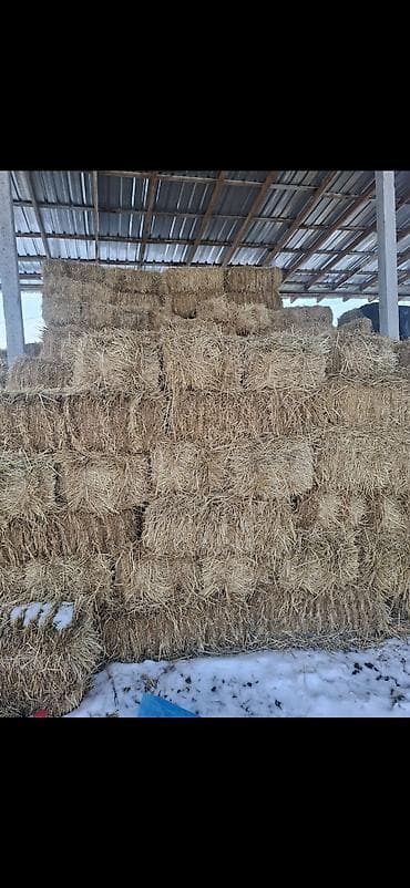 Солома пщеничная буудай саман Описание: - Сухая золотистая солома at lalafo.kg Солома пщеничная буудай саман Описание: - Сухая золотистая солома