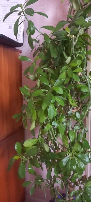 парк ататюрк: Продаю домашние цветы .Ухоженные здоровые .Район Vefa центра — 6