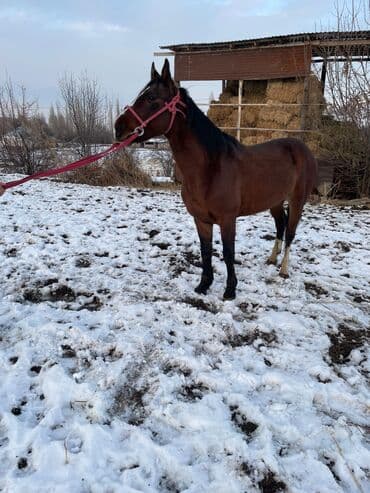 уй сан: Продаю | Жеребец | Рабочий — 2