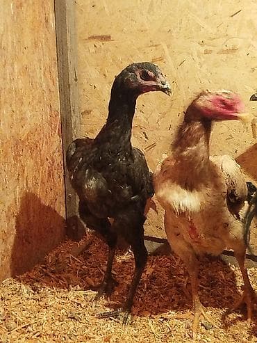 дончак кулун: Сатам | Тооктор — 5