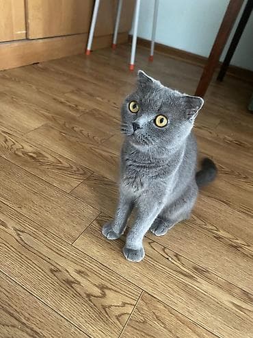 Кошки: Шотландские вислоухие котята - Порода: Scottish Fold (вислоухие). - — 4