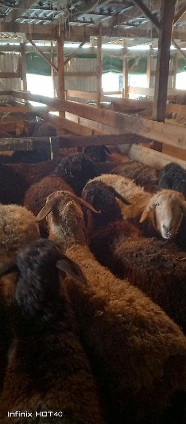 ургачы ит: Сатам | Кочкор (эркек) | Союуга — 3