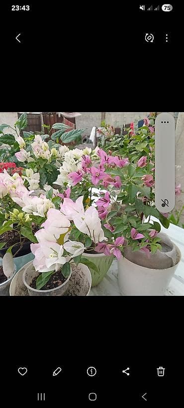 озеление: Самовывоз — 2