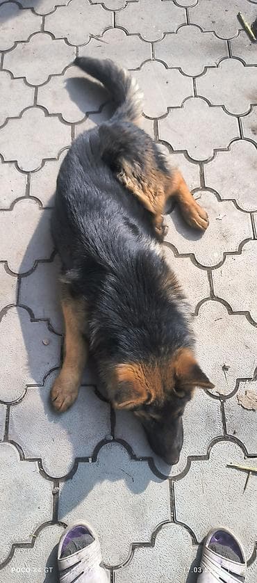 щенки бельгийской овчарки: Щенок немецкой овчарки Продаётся чистопородный щенок Немецкой — 2