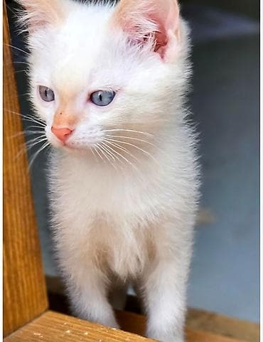 Продажа кошек: Ищу кошку,желательно 2-3 месяца белый без породная мальчик — 3