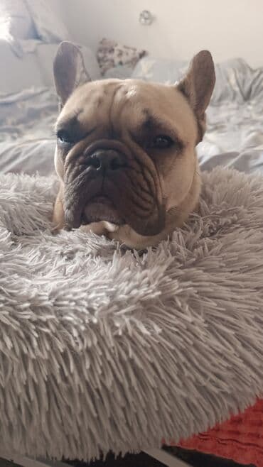 Услуги ветеринара: Предлагаются услуги гостиницы для собак, обеспечивающие комфортное и — 6