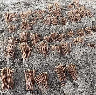 Бакча эмереги: Саженцы малины (поросль/черенки) - Плодоношение: крупные ярко‑красные — 2